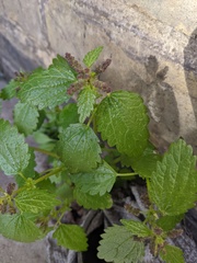 Urtica membranacea