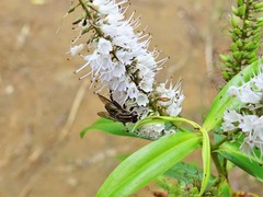 Orthoprosopa bilineata