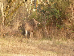 Odocoileus hemionus columbianus