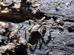 Anelasmocephalus cambridgei