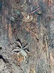 Anelasmocephalus cambridgei