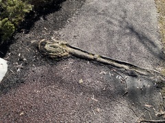 Magnoliopsida