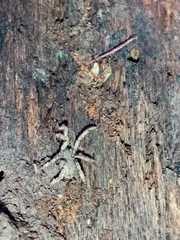 Anelasmocephalus cambridgei