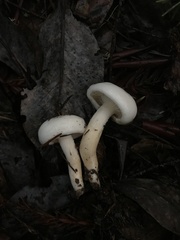 Hygrophorus