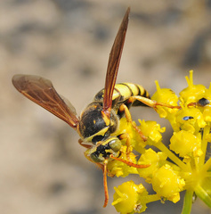 Stizus fasciatus