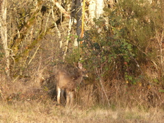 Odocoileus hemionus columbianus