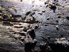 Anelasmocephalus cambridgei