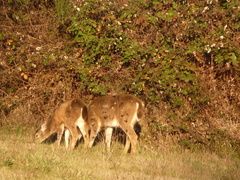 Odocoileus hemionus columbianus