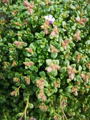 Chaenorhinum origanifolium origanifolium