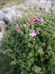 Chaenorhinum origanifolium origanifolium