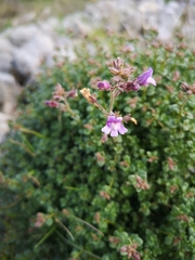 Chaenorhinum origanifolium origanifolium