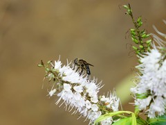 Orthoprosopa bilineata
