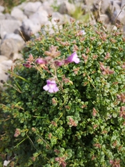 Chaenorhinum origanifolium origanifolium