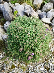 Chaenorhinum origanifolium origanifolium