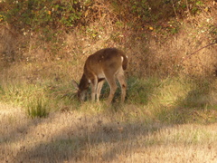Odocoileus hemionus columbianus