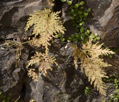 Selaginella involvens