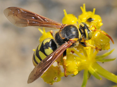 Stizus fasciatus