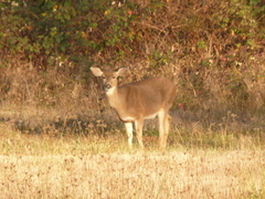 Odocoileus hemionus columbianus