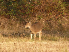 Odocoileus hemionus columbianus