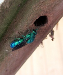 Chrysis smaragdula