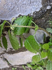 Urtica membranacea
