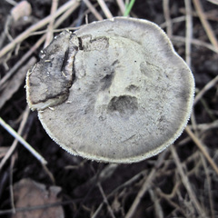 Sarcodon atroviridis