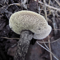 Sarcodon atroviridis