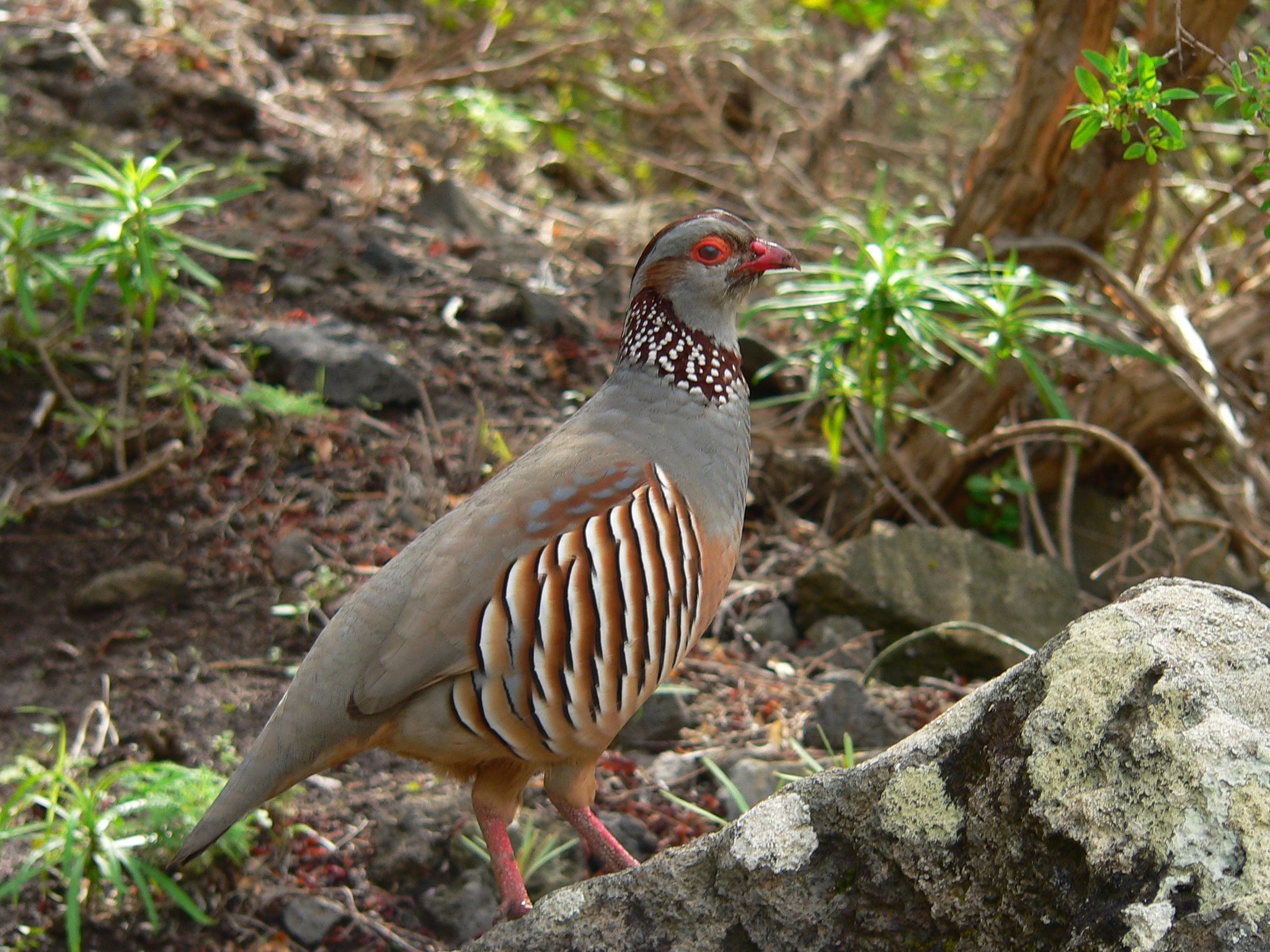 Barbary Partridge