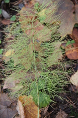 Equisetum sylvaticum