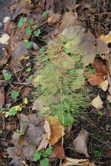 Equisetum sylvaticum