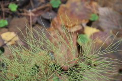 Equisetum sylvaticum