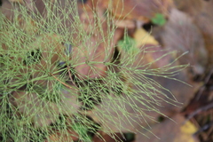 Equisetum sylvaticum