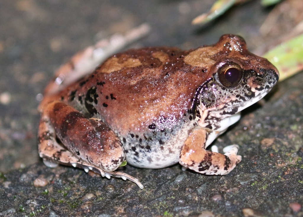Natal Sand Frog