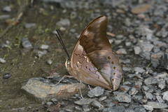 Archaeoprepona chromus