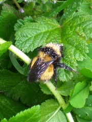 Bombus robustus