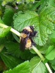 Bombus robustus