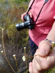 Lachnaea capitata