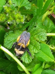 Bombus robustus