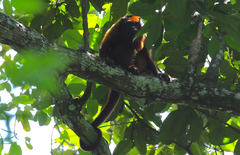 Alouatta macconnelli