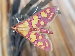 Stenochora lancinalis