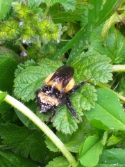 Bombus robustus