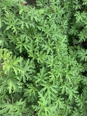 Pelargonium graveolens citrosum
