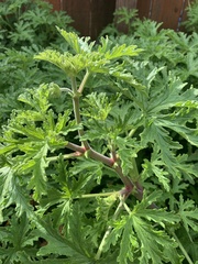 Pelargonium graveolens citrosum