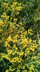 Barkleyanthus salicifolius