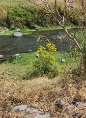 Barkleyanthus salicifolius