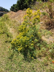 Barkleyanthus salicifolius