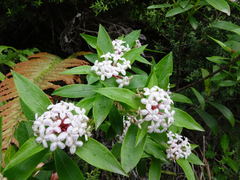 Pimelea longifolia