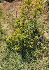 Barkleyanthus salicifolius