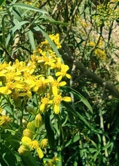 Barkleyanthus salicifolius