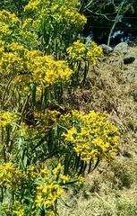 Barkleyanthus salicifolius